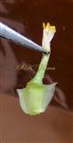  Disc floret